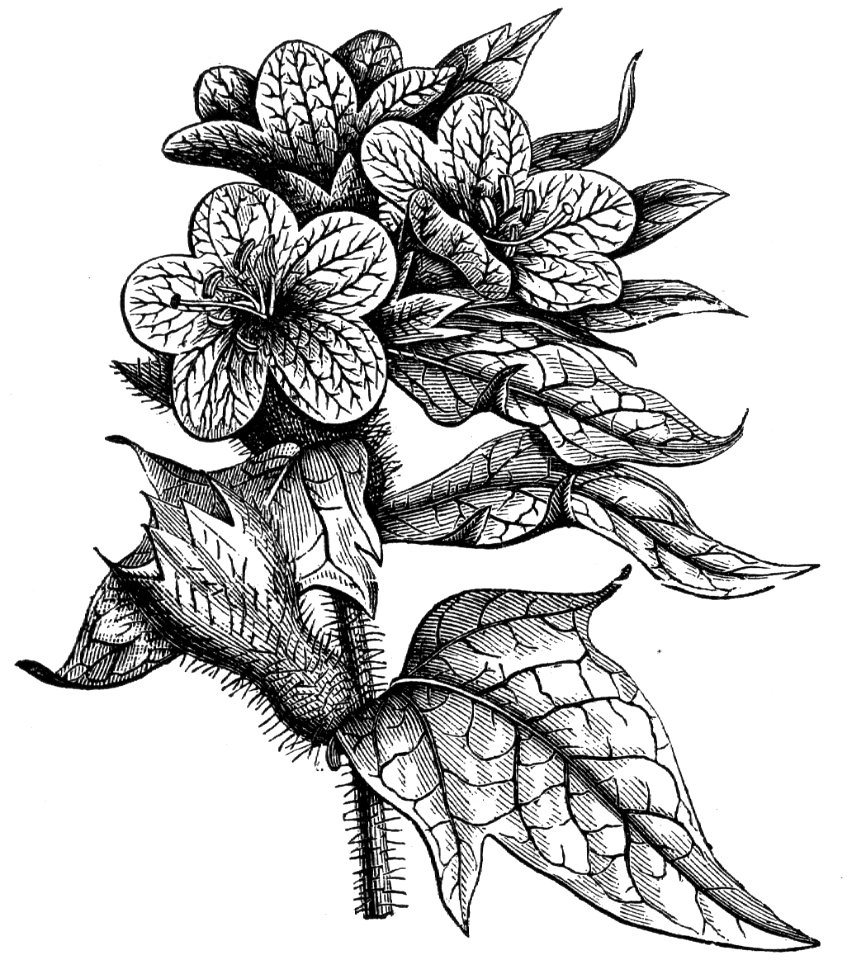 Black Henbane