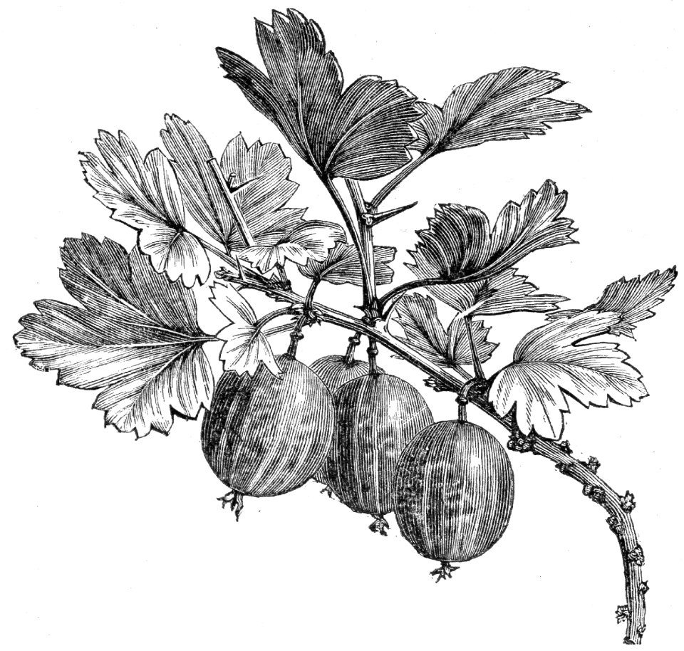 Gooseberry