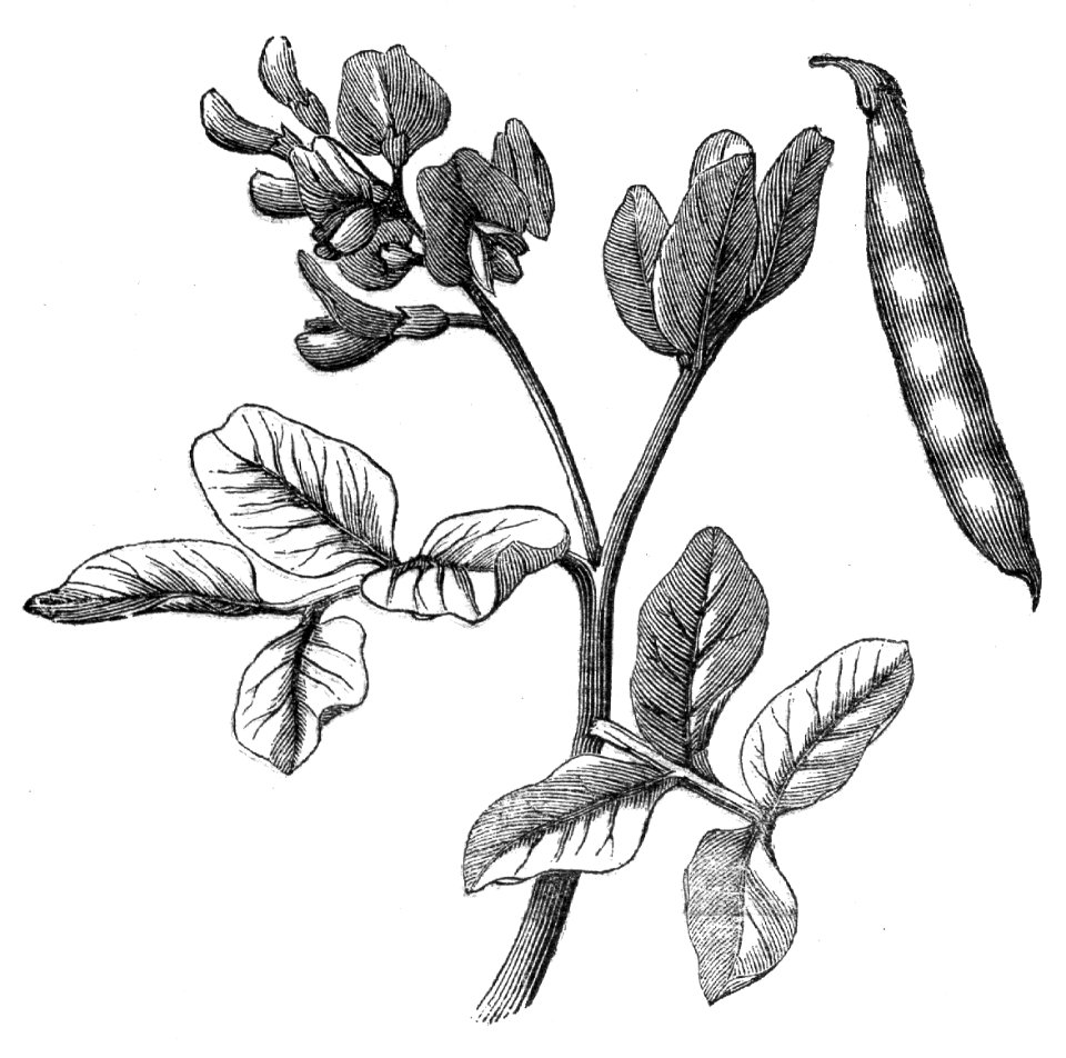 Common Bean