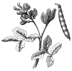 Common Bean