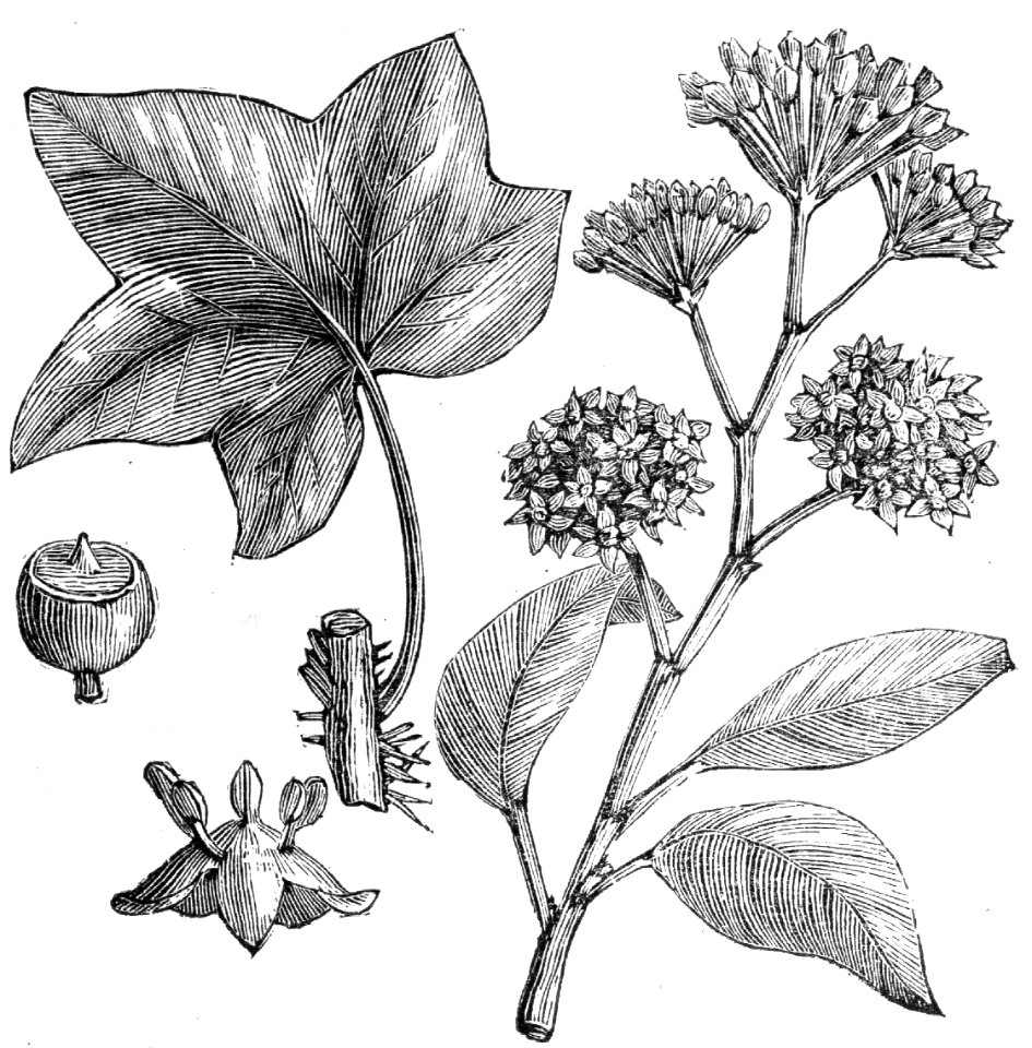 Common Ivy