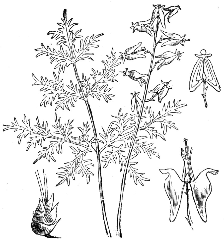 Dutchman’s Breeches