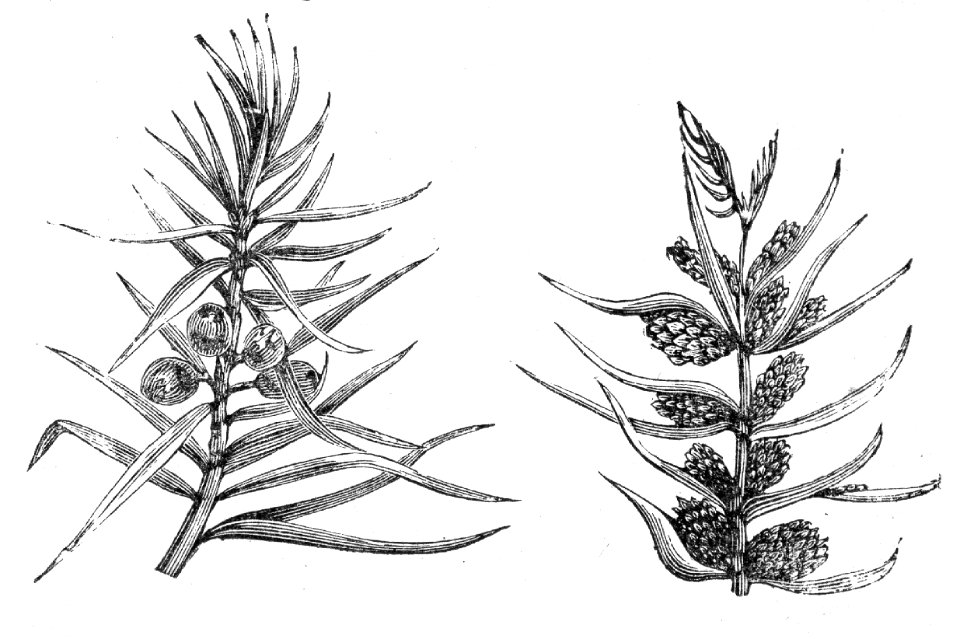 Juniper
