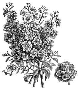 Double Flowered Stock