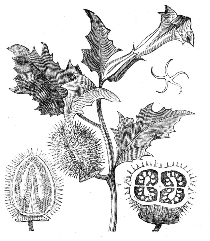 Jimsonweed