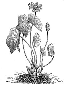 Jeffersonia diphylla