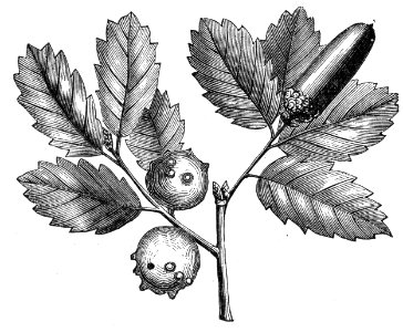 Oak Gall. Free illustration for personal and commercial use.