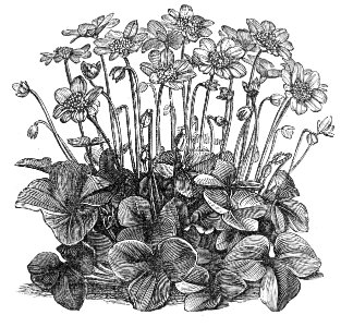 Kidneywort