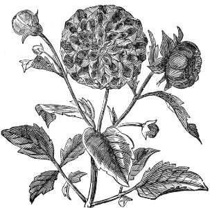 Dahlia