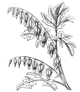 Bleeding Heart