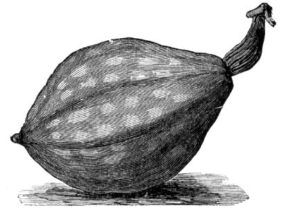 Calabash (2)