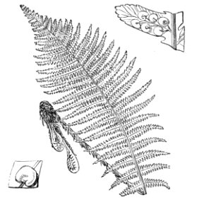 Male Fern. Free illustration for personal and commercial use.