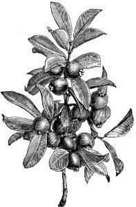 Strawberry Guava