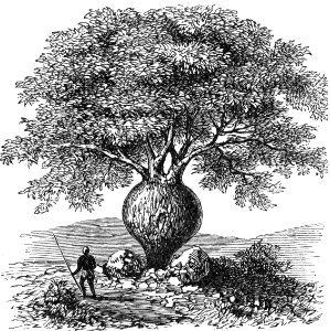 Queensland Bottle Tree