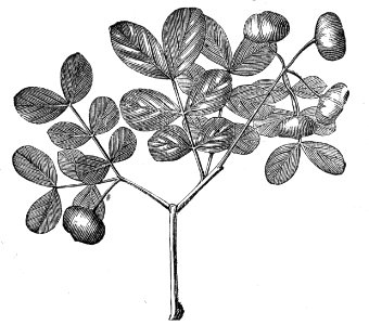 Lignum vitae (Guaiacum officinale)