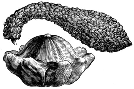 Calabash (1)