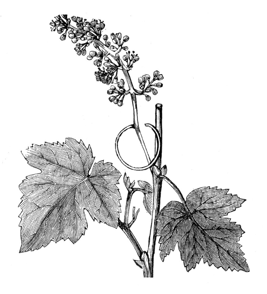 Grape Vine