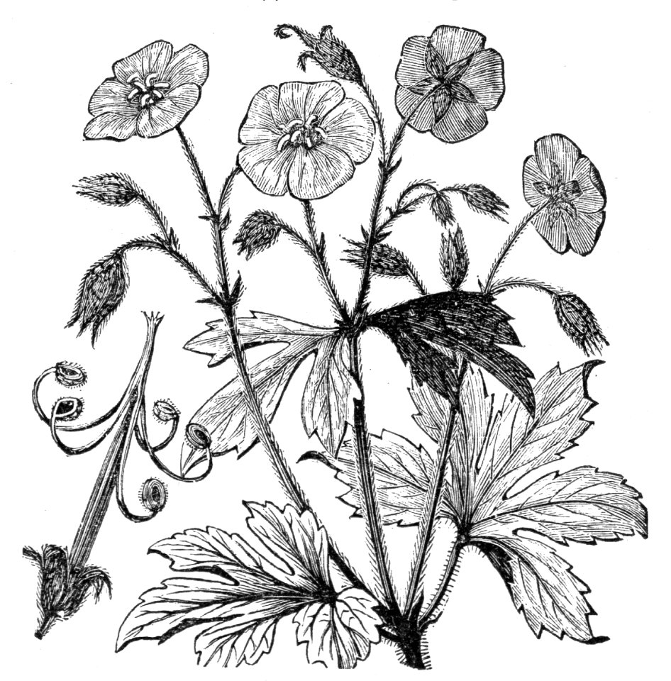 Spotted Cranesbill