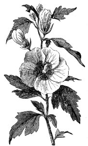 Hibiscus syriacus
