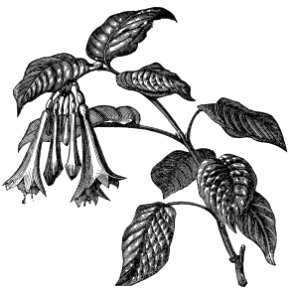 Fuchsia fulgens