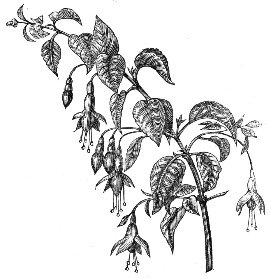 Fuchsia coccinea