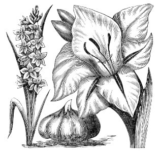 Gladiolus