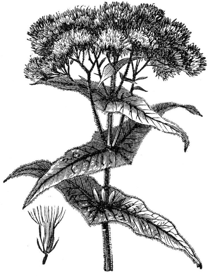 Common Boneset