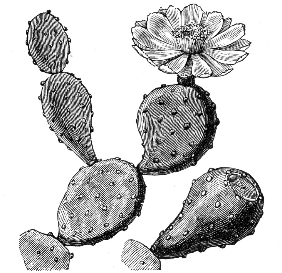 Prickly Pear