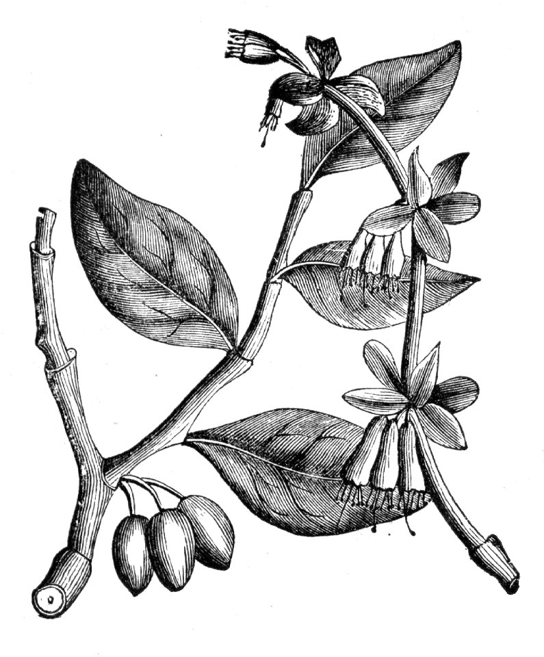 Leatherwood (Dirca palustris)