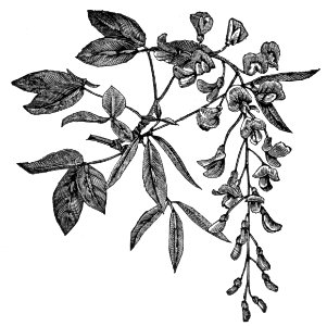 Common Laburnum (Golden Chain Tree)