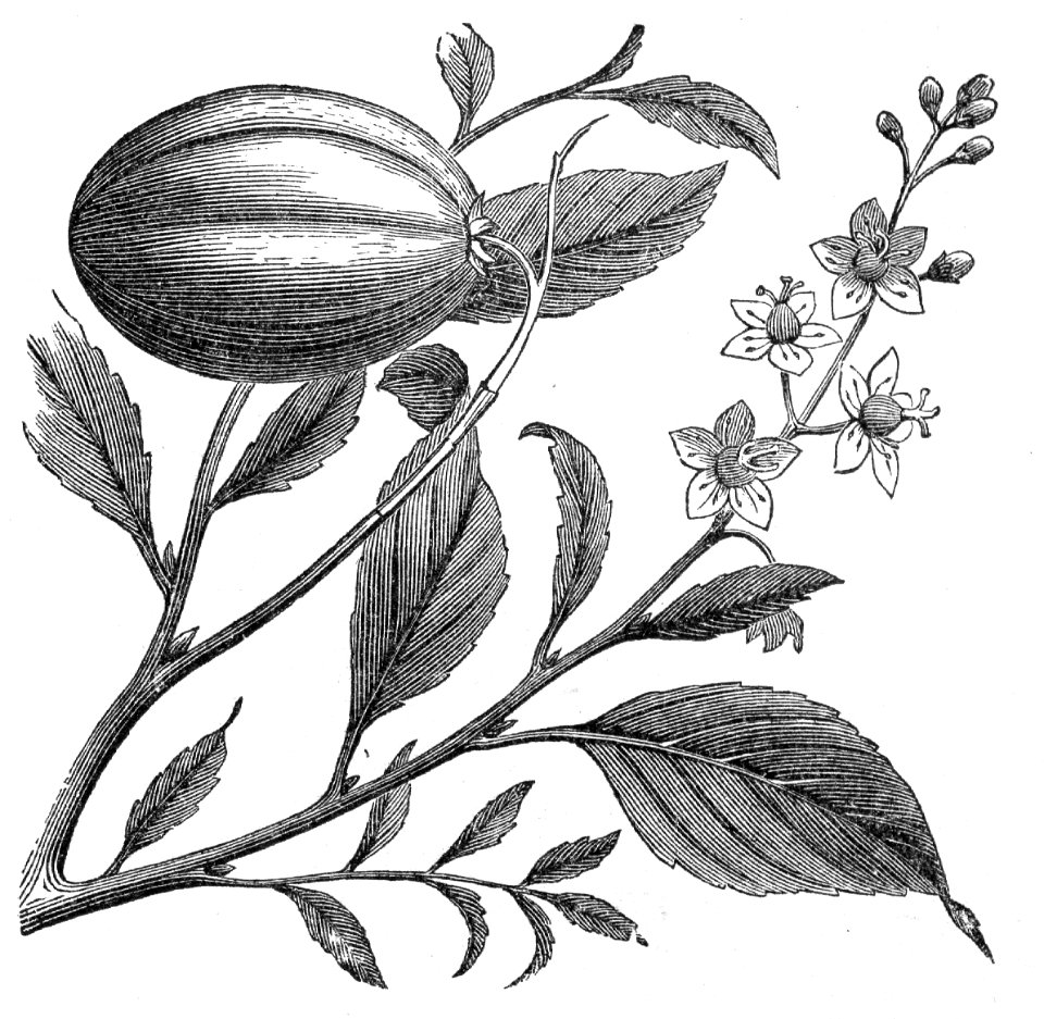Croton tiglium