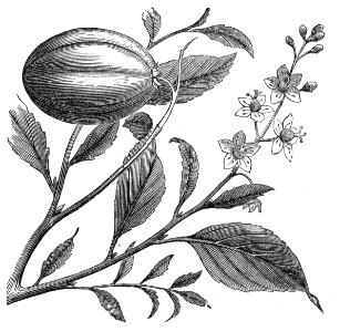 Croton tiglium