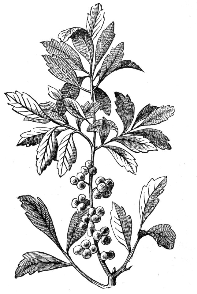 Candleberry Tree