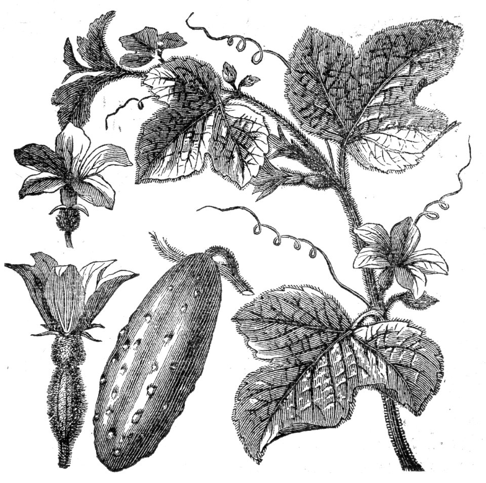 Cucumber