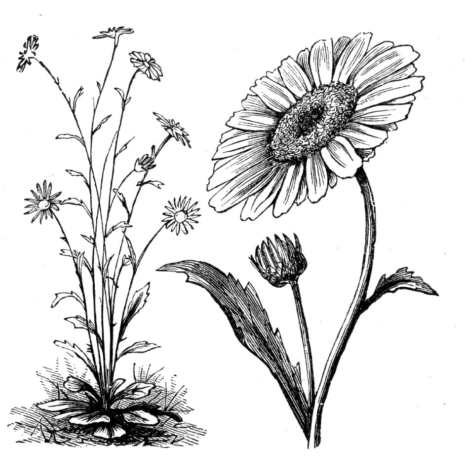 Oxeye Daisy - Free Stock Illustrations | Creazilla