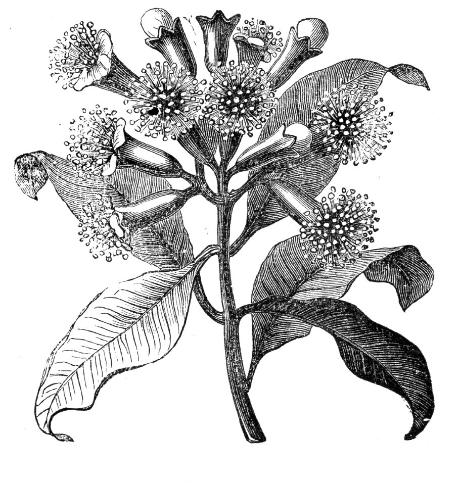 Clove Tree