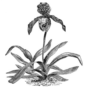 Paphiopedilum insigne. Free illustration for personal and commercial use.