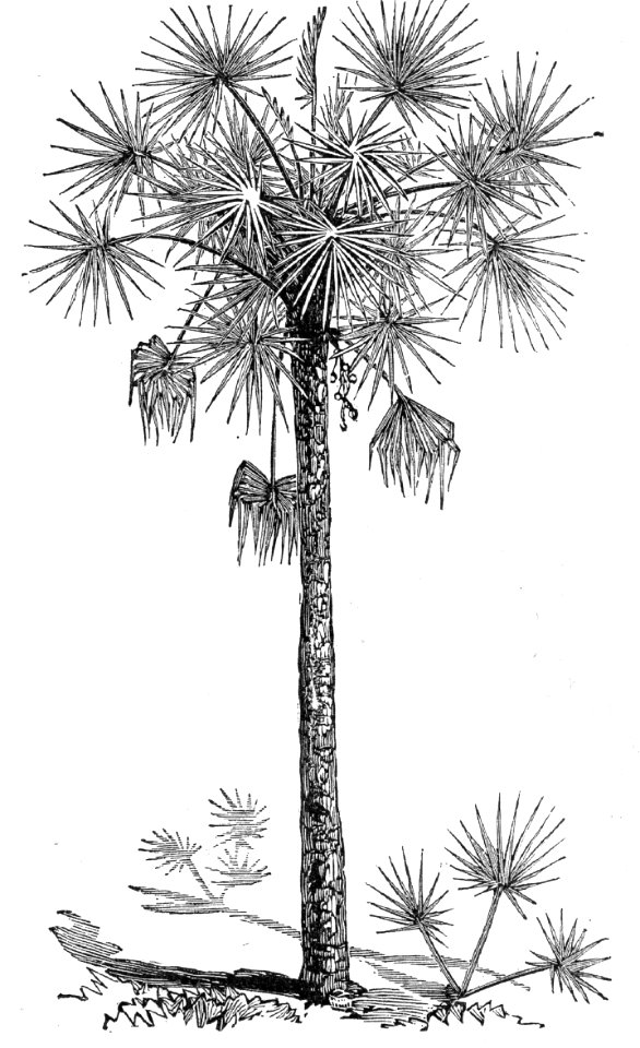 Cabbage Palm