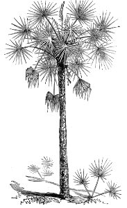 Cabbage Palm. Free illustration for personal and commercial use.
