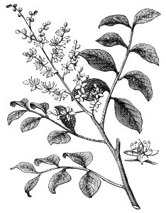 Copaiba Balsam