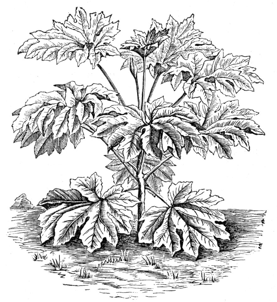 Tetrapanax papyrifer