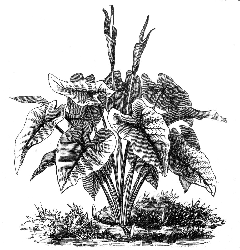 Taro