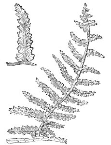 Sphenopteris tridactylis