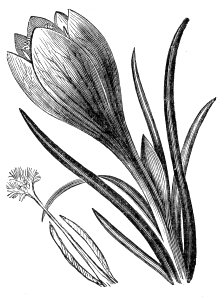 Crocus vernus