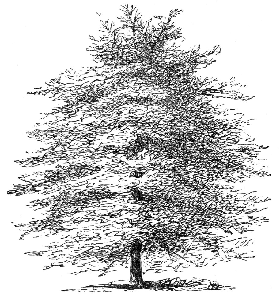 Horizontal Cypress