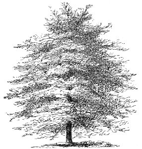 Horizontal Cypress