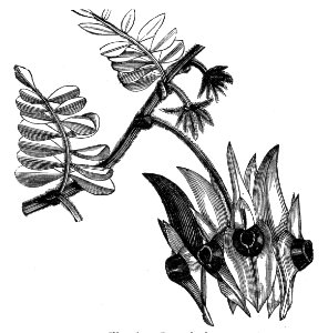 Swainsona formosa