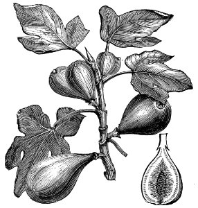 Common Fig. Free illustration for personal and commercial use.