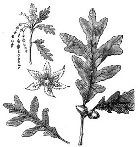 White Oak