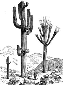 Saguaro. Free illustration for personal and commercial use.